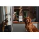 Camera interactiva Petcube Bites 2 Lite cu dispenser de recompense (Diverse accesorii, BL10US) by www.silkase.ro