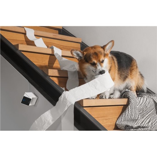 Camera de supraveghere pentru animale de companie PetCube Cam (PetCube, Ingredi) by www.silkase.ro Camera de supraveghere pentru animale de companie PetCube Cam (Diverse accesorii, CC10US) by www.silkase.ro