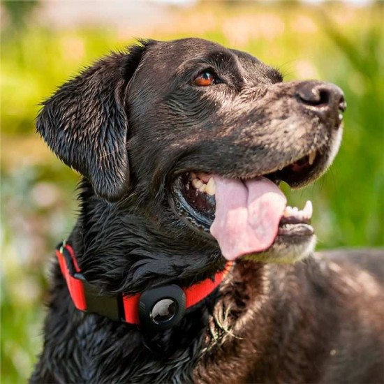 Husa de protectie Spigen Pet Collar compatibila cu Apple AirTag Negru (Spigen, Ingredi) by www.silkase.ro Husa de protectie Spigen Pet Collar compatibila cu Apple AirTag Negru (Ingredi, AHP03106) by www.silkase.ro