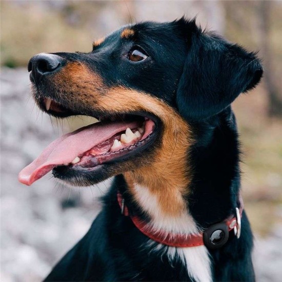 Husa de protectie Spigen Pet Collar compatibila cu Apple AirTag Negru (Spigen, Ingredi) by www.silkase.ro Husa de protectie Spigen Pet Collar compatibila cu Apple AirTag Negru (Ingredi, AHP03106) by www.silkase.ro